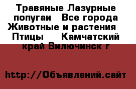 Травяные Лазурные попугаи - Все города Животные и растения » Птицы   . Камчатский край,Вилючинск г.